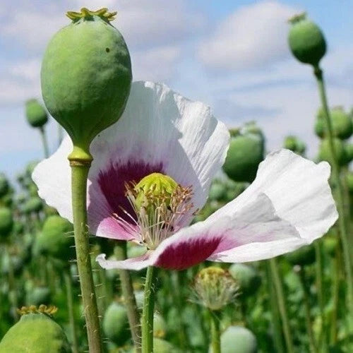Stratified Tasmanian Papever Somniferum Poppy Seeds for Planting Papaver sp. heirloom non-gmo seeds