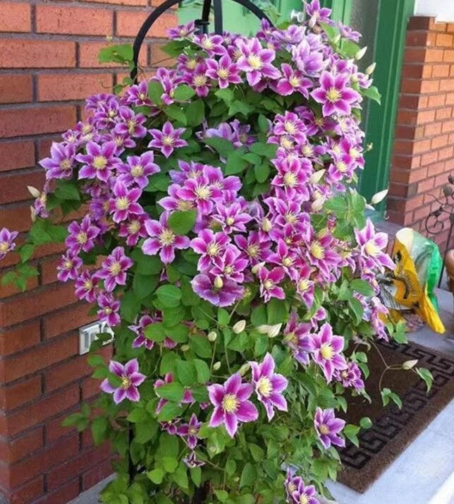 CLEMATIS SEEDS Garden Plant Flower vine climber seller shipping heirloom non-gmo seeds