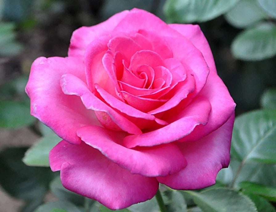 Pink Hybrid Tea Rose Seeds - Seeds - Rose Flower Gardening heirloom non-GMO seeds