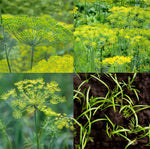 DILL Lovers Mix Dukat Bouquet & Mammoth Butterfly Host Plant Seeds heirloom non-gmo seeds