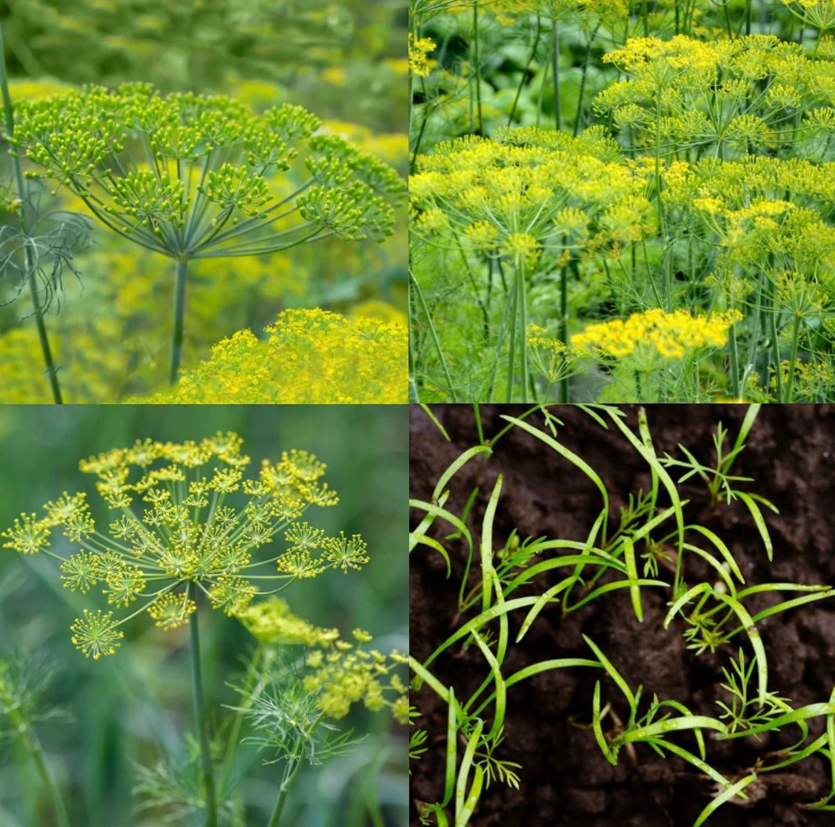 DILL Lovers Mix Dukat Bouquet & Mammoth Butterfly Host Plant Seeds heirloom non-gmo seeds