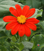 Mexican Sunflower Tithonia Rotundifolia Flower Seeds – Helianthus annuus – Heirloom, Non-GMO