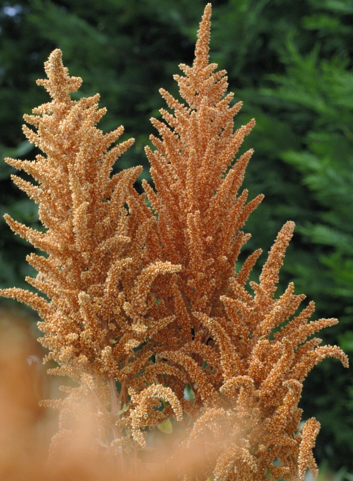 Amaranthus Hot Biscuits Seeds - Seeds – Heirloom, Non-GMO, High Germination Organic Garden Seeds