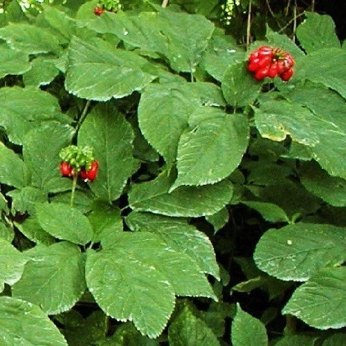 Stratified Panax Quinquefolius American Ginseng Seeds For – Heirloom, Non-GMO, High Germination Organic Garden Seeds