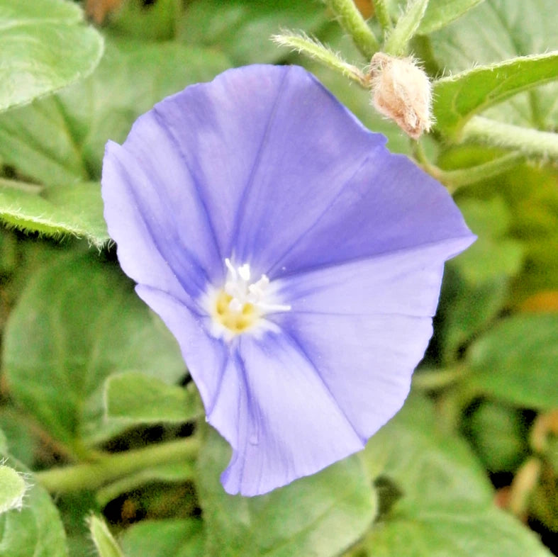 DWARF MORNING GLORY Seeds PURPLE Convolvulus tricolor Annual Vine heirloom non-gmo seeds