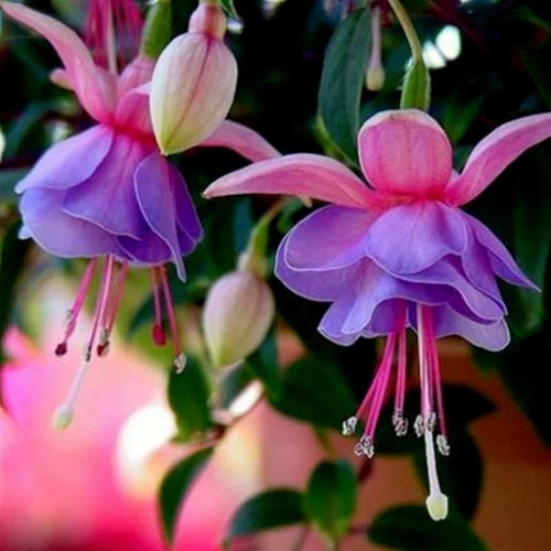 bag Fuchsia Seeds Potted Flowers seeds bonsai seeds – Heirloom, Non-GMO, High Germination Organic Garden Seeds