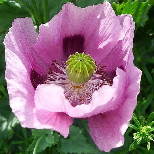 Hungarian Papavaer Somniferum Poppy Seeds For Planting – Heirloom, Non-GMO, High Germination Organic Garden Seeds