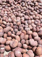 African Baobab Seeds Adansonia Digitata heirloom non-GMO seeds