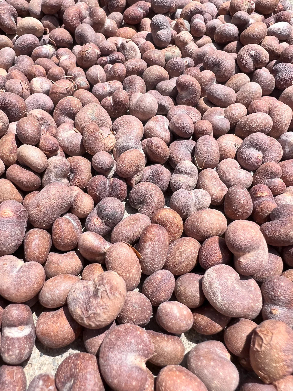 African Baobab Seeds Adansonia Digitata heirloom non-GMO seeds