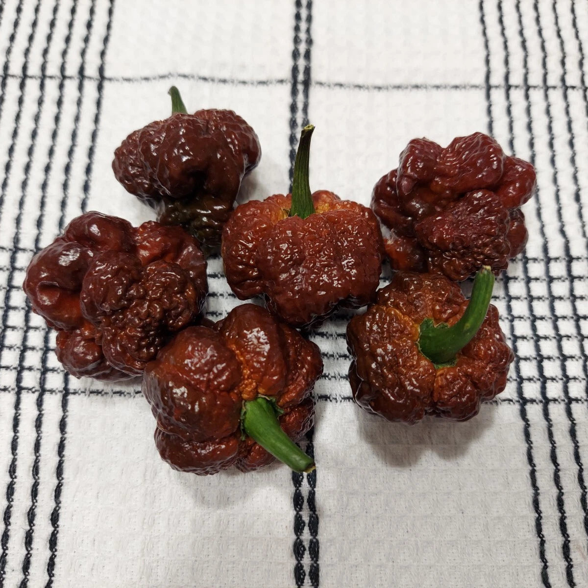 Chocolate Skunk Pepper Seeds – Heirloom, Non-GMO, High Germination Organic Garden Seeds