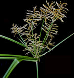 TIGER NUT Seeds Cyperus esculentus shipping Perennial heirloom non-gmo seeds