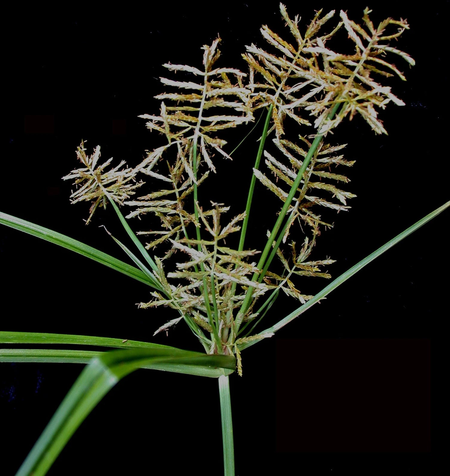TIGER NUT Seeds Cyperus esculentus shipping Perennial heirloom non-gmo seeds