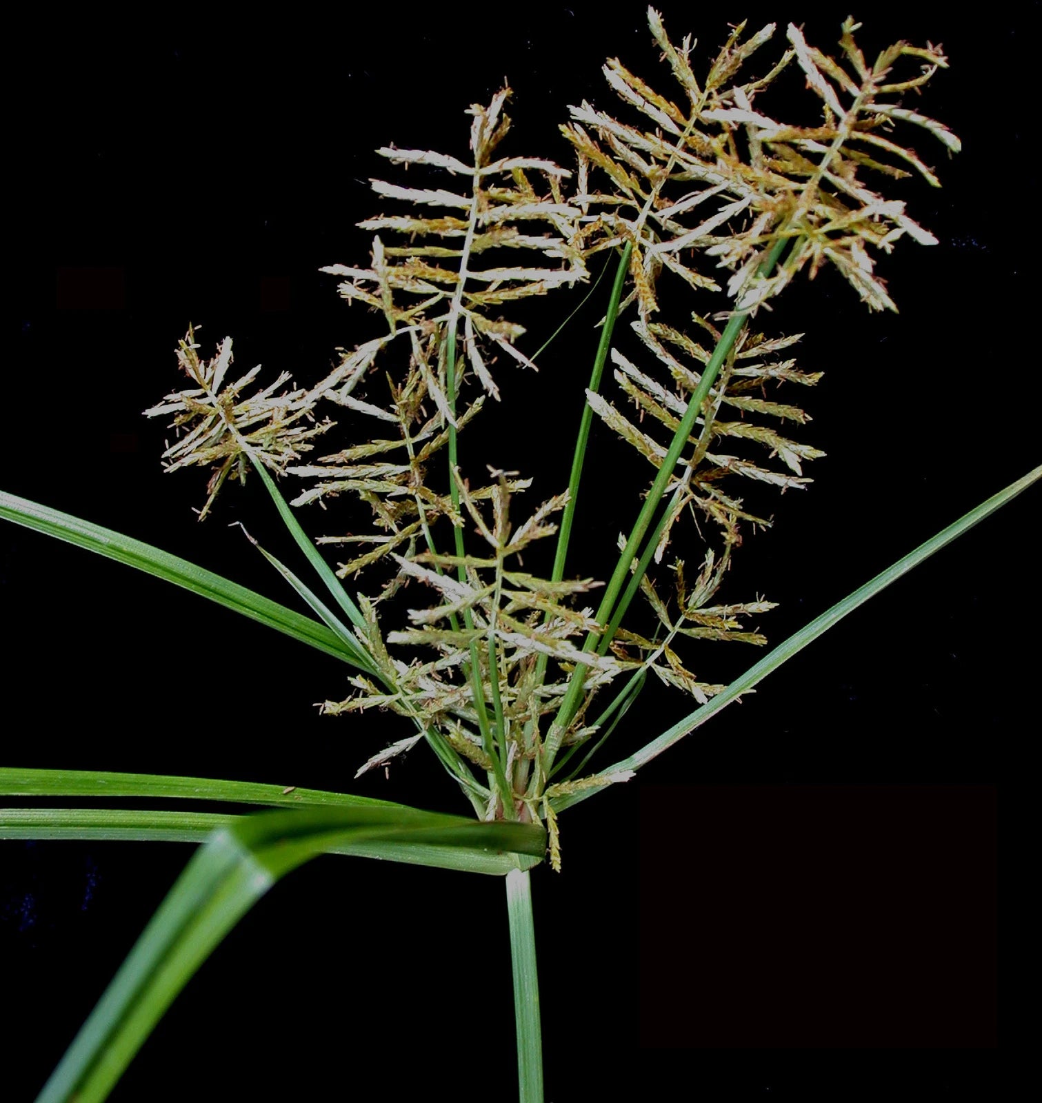 TIGER NUT Seeds Cyperus esculentus shipping Perennial heirloom non-gmo seeds
