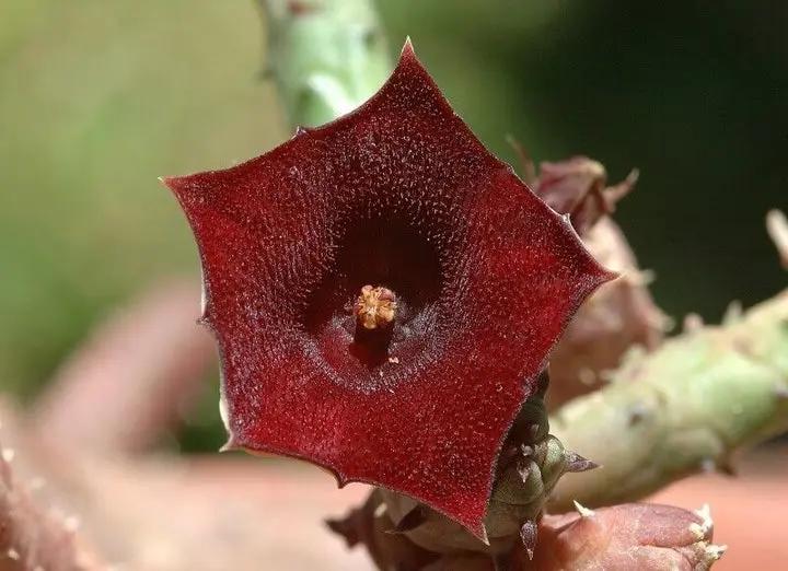 Huernia Keniensis Flower Seeds for Planting, NON GMO Seeds Dhara Seeds