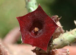 Huernia Keniensis Flower Seeds for Planting, NON GMO Seeds Dhara Seeds