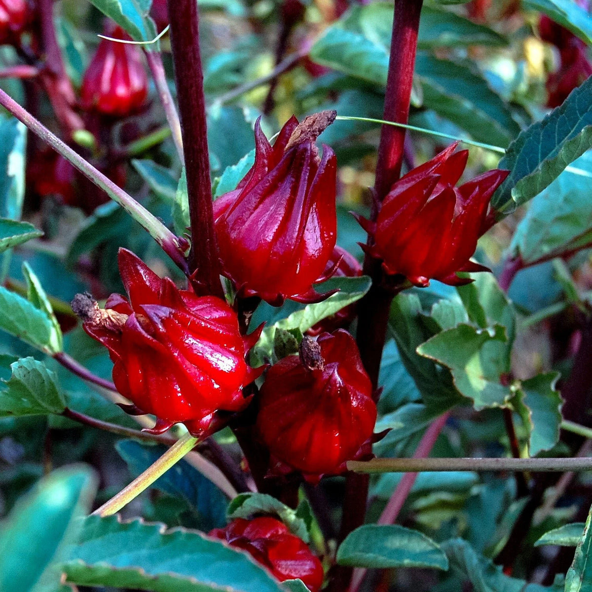 Roselle Seeds Hibiscus sab Jamaican Sorrel Florida Cranberry RARE LUOSHEN FLOWER heirloom non-gmo seeds
