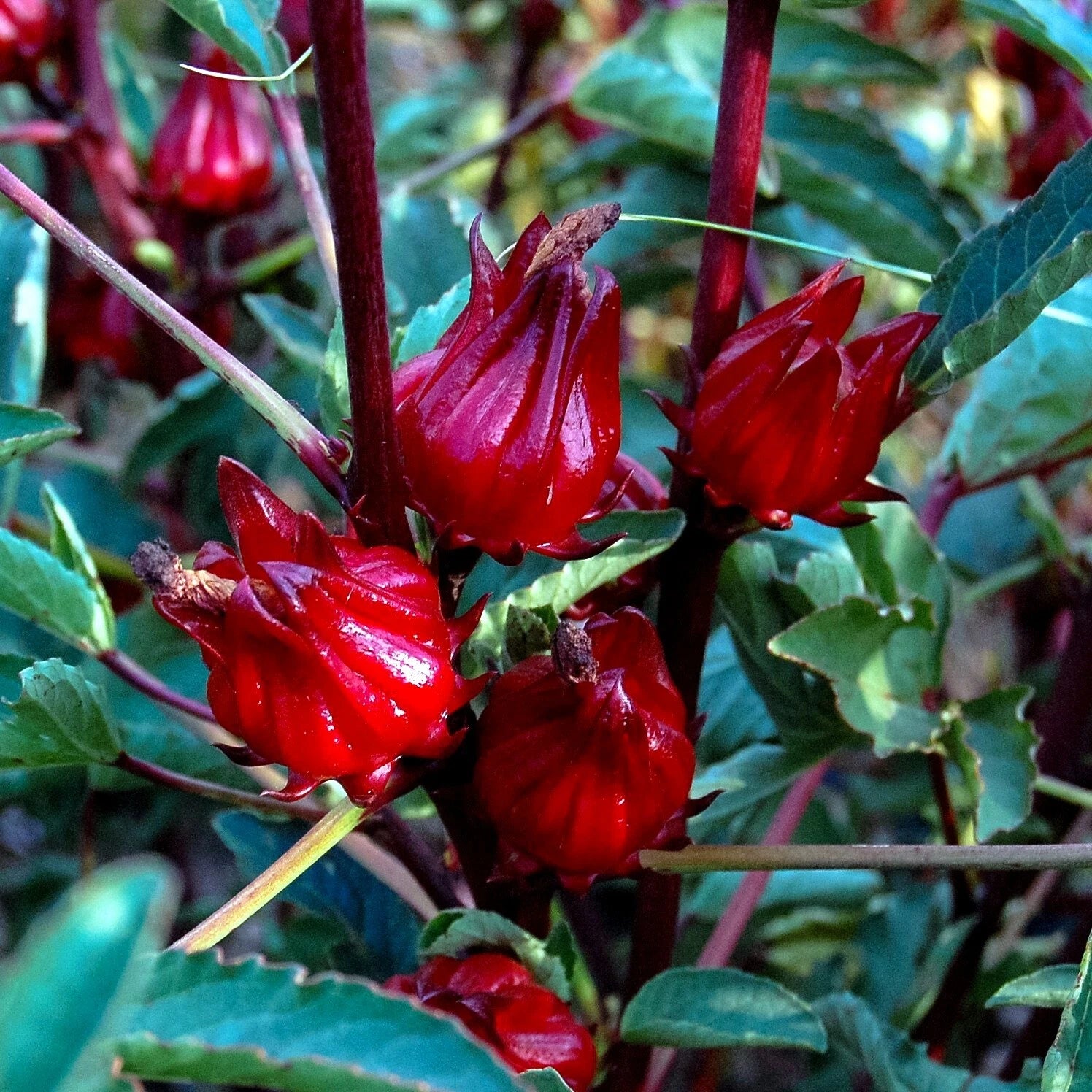 Roselle Seeds Hibiscus sab Jamaican Sorrel Florida Cranberry RARE LUOSHEN FLOWER heirloom non-gmo seeds