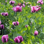 Stratified Hungarian Papavaer Somniferum Poppy Flowers Seeds Papaver sp. heirloom non-gmo seeds