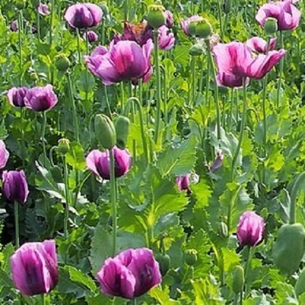 Stratified Hungarian Papavaer Somniferum Poppy Flowers Seeds Papaver sp. heirloom non-gmo seeds