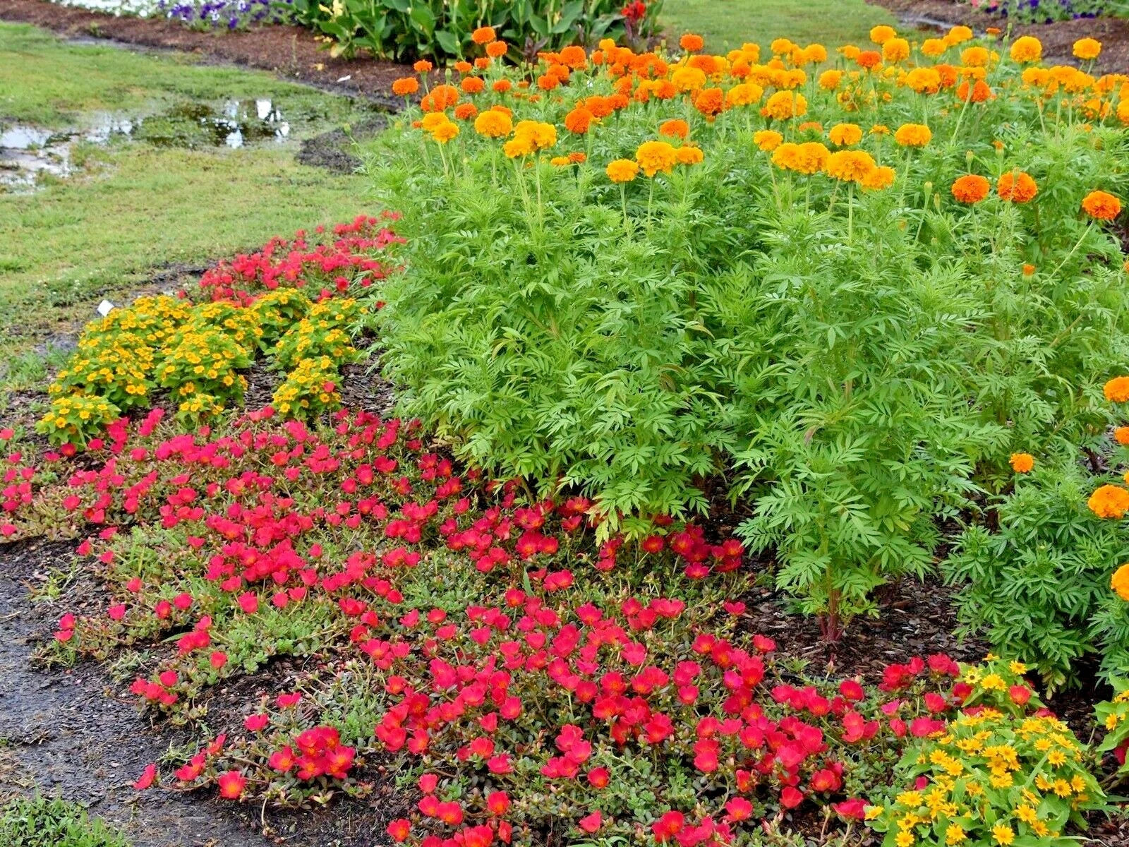 AFRICAN MARIGOLD Flower Seeds Tall Deer Resistant Container Pollinators heirloom non-gmo seeds