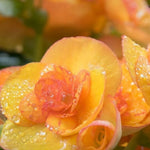 Tangy Twist Begonia Seeds or Seeds Flower Flower Seeds – Heirloom, Non-GMO