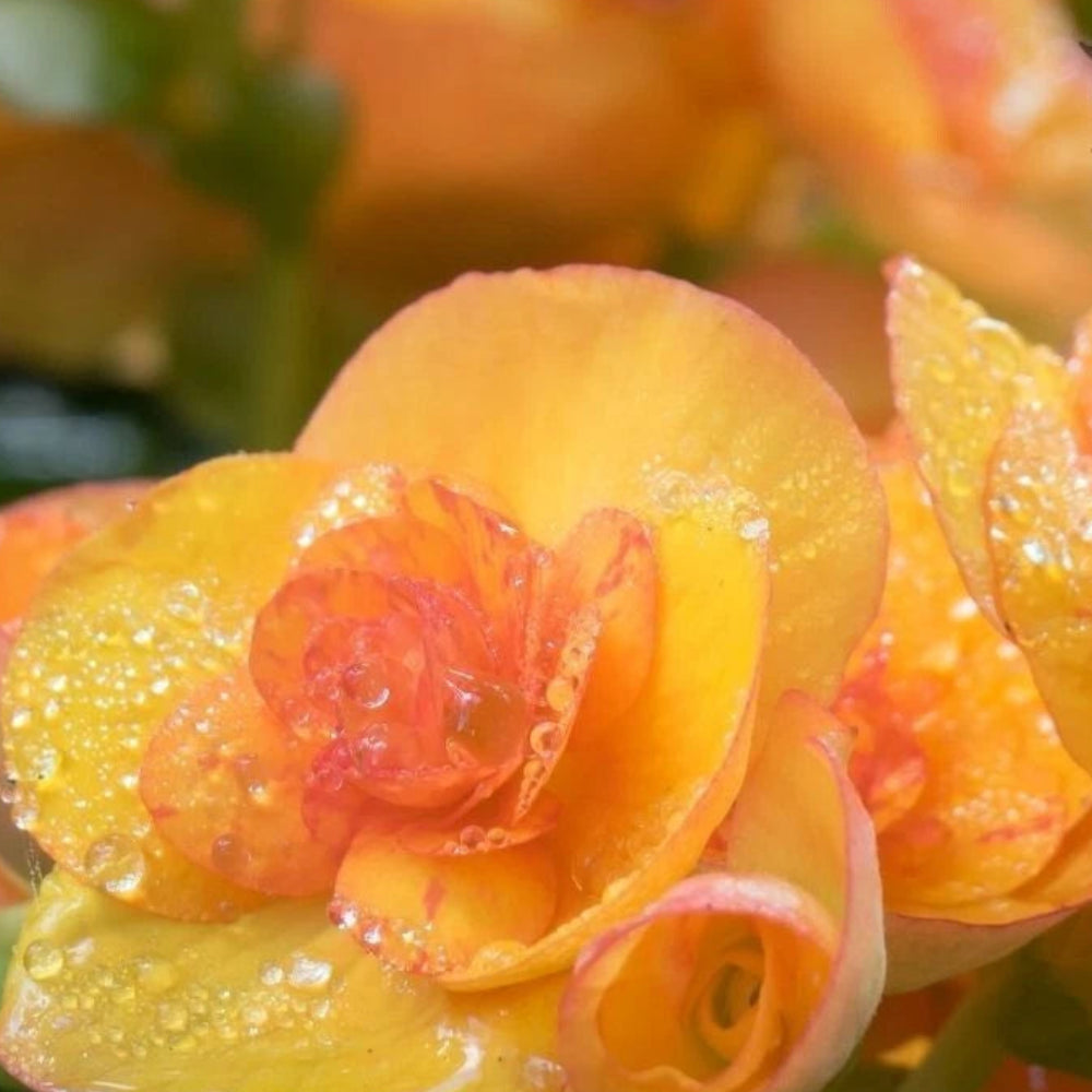 Tangy Twist Begonia Seeds or Seeds Flower Flower Seeds – Heirloom, Non-GMO