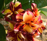 Dark Red Orange Plumeria Seeds Perennial Flowers Flower Frangipani US SELLER heirloom non-gmo seeds