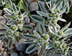 SNOW ON THE MOUNTAIN EUPHORBIA RABBIT & DEER RESISTANT FLOWER SEEDS heirloom non-gmo seeds