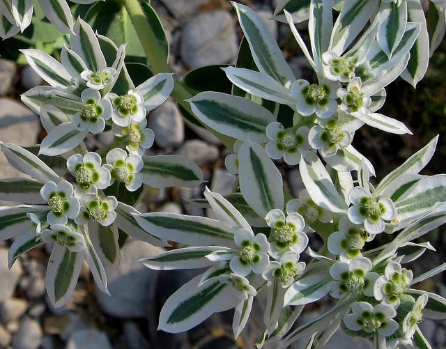 SNOW ON THE MOUNTAIN EUPHORBIA RABBIT & DEER RESISTANT FLOWER SEEDS heirloom non-gmo seeds