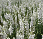 Delphinium WHITE KING Larkspur Floral Designers Cut Flowers Seeds heirloom non-gmo seeds