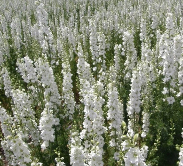 Delphinium WHITE KING Larkspur Floral Designers Cut Flowers Seeds heirloom non-gmo seeds