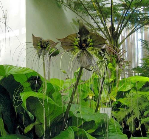 Tacca chantrieri Black Bat Flower Cat s Whiskers Seeds – Heirloom, Non-GMO, High Germination Organic Garden Seeds