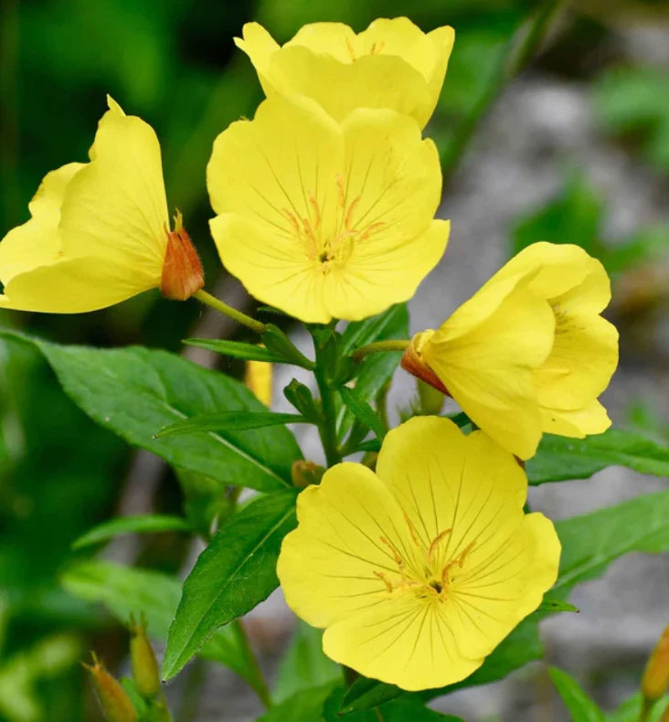 EVENING PRIMROSE Native Oenothera Wildflower Yellow Seeds Various Wildflower Species heirloom non-GMO seeds