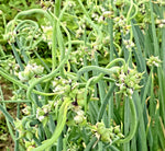Onion seeds Top Sets Egyptian Walking Onions Multiplier Tree Onion Perennial heirloom non-GMO seeds