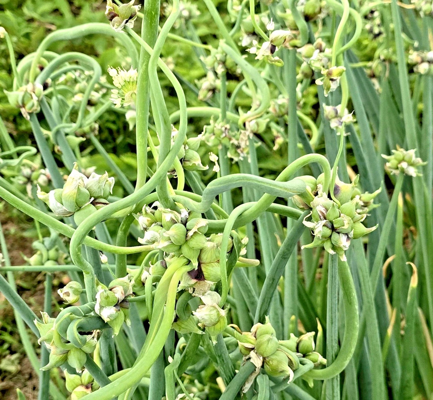 Onion seeds Top Sets Egyptian Walking Onions Multiplier Tree Onion Perennial heirloom non-GMO seeds