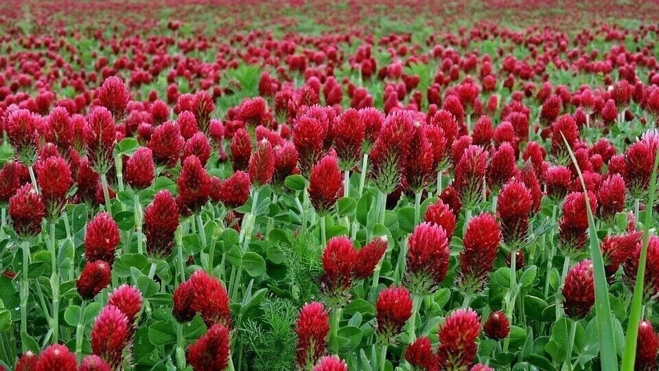 Clover CRIMSON RED SEEDS - Pollinator Food - Cover Crop – Heirloom, Non-GMO, High Germination Organic Garden Seeds