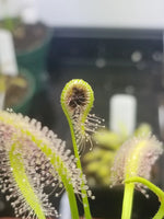 Drosera capensis alba Seeds - Carnivorous Sundew Plant - Easy for beginners heirloom non-gmo seeds