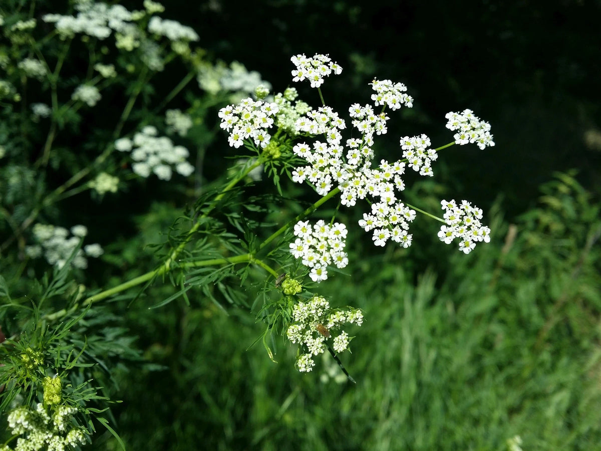 CHAEROPHYLLUM BULBOSUM Seeds Parsnip Chervil shipping – Heirloom, Non-GMO, High Germination Organic Garden Seeds