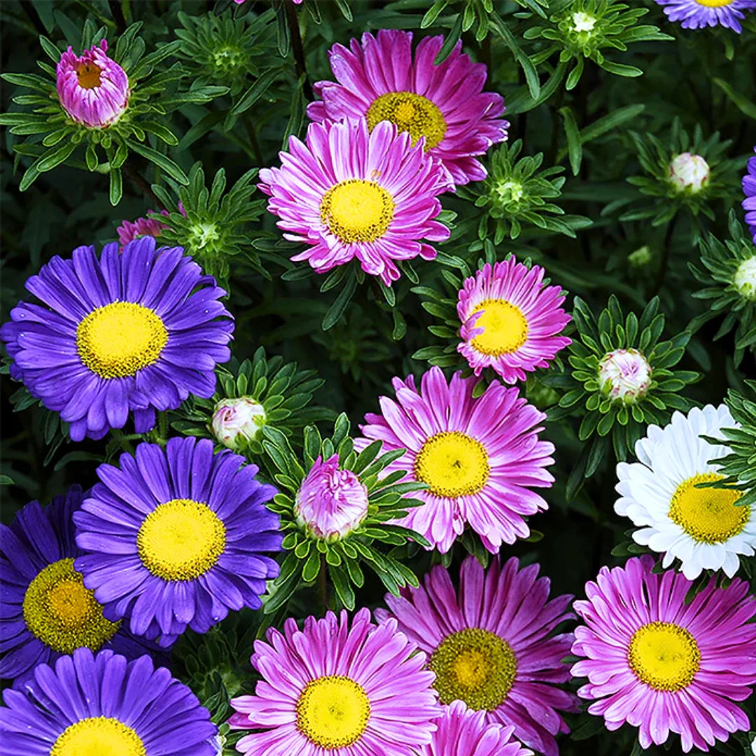Single China Aster Seed Mix Flower Seeds heirloom non-gmo seeds