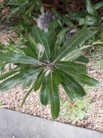 Banksia Serrata Tree Seeds Exotic Flowering House Or Garden Plant RARE heirloom non-gmo seeds