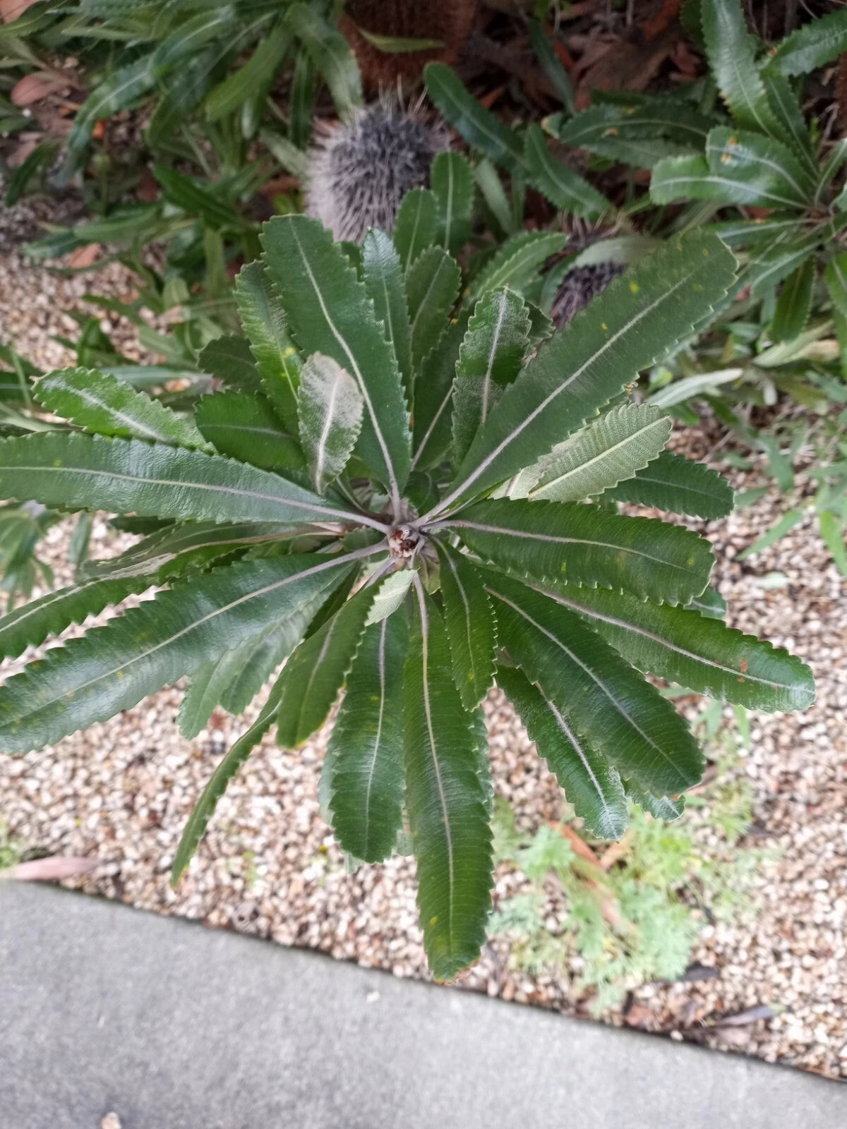 Banksia Serrata Tree Seeds Exotic Flowering House Or Garden Plant RARE heirloom non-gmo seeds