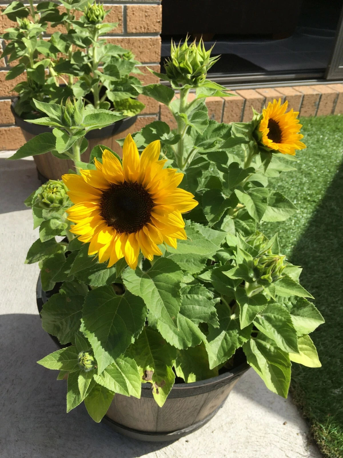 Sunspot Dwarf Sunflower Seed Seed CUTE STUBBY & FUN – Helianthus annuus ...