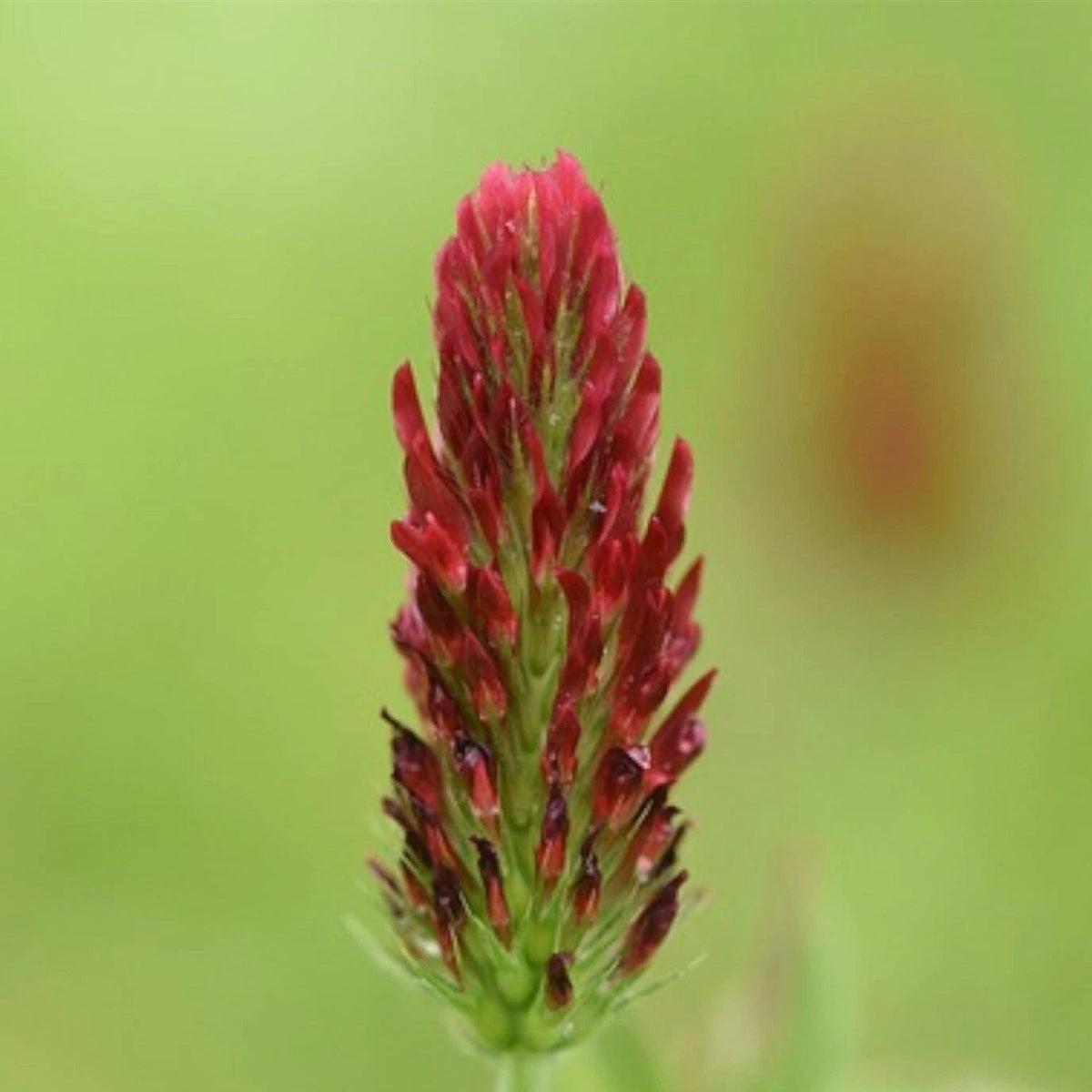 Crimson Clover - Cover Crop Seeds – Heirloom, Non-GMO, High Germination Organic Garden Seeds