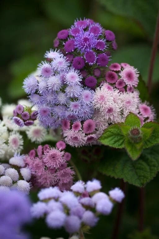 Ageratum Timeless Mix seeds heirloom non-gmo seeds