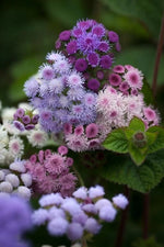 Ageratum Timeless Mix seeds heirloom non-gmo seeds
