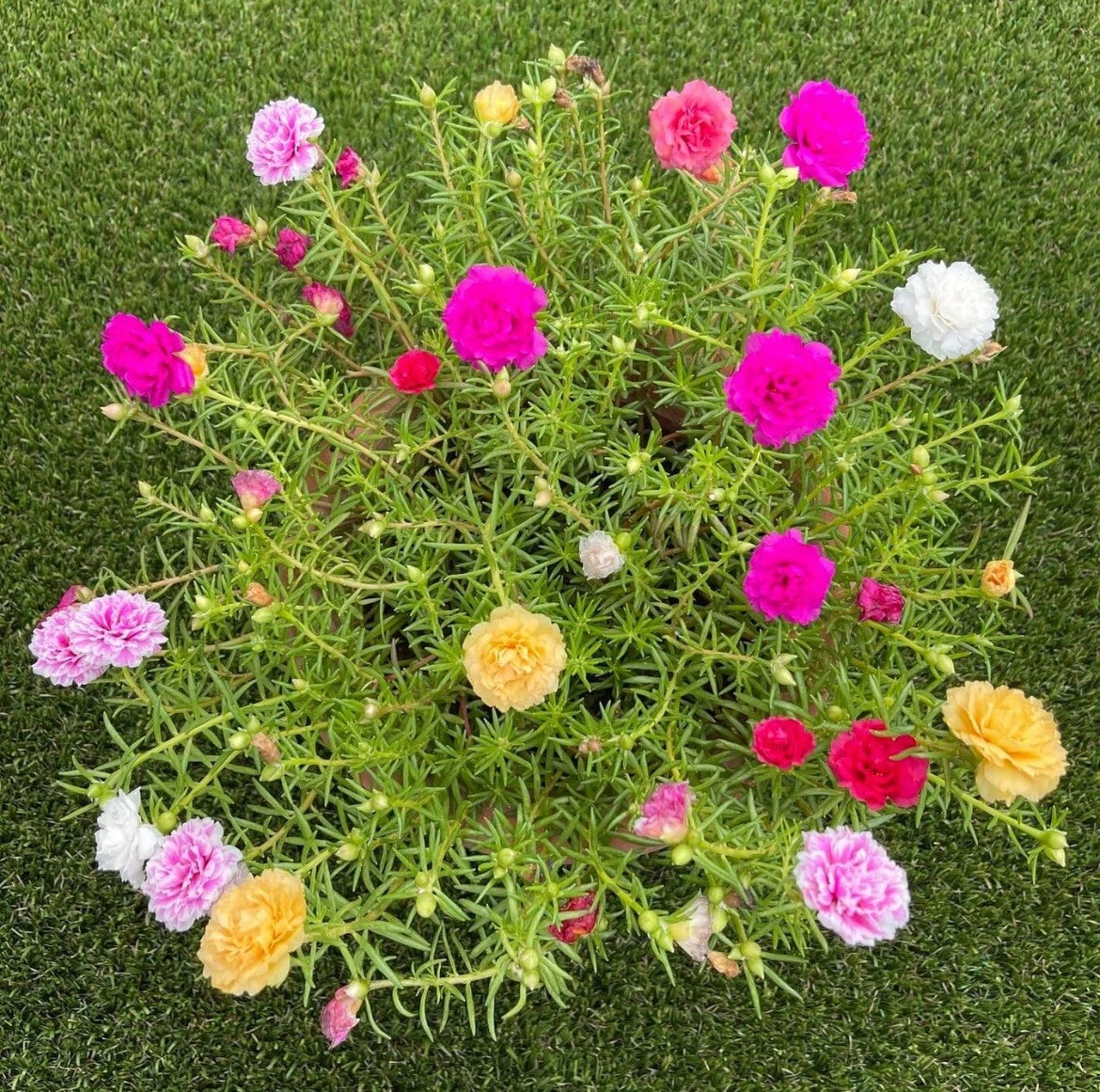 -MIXED MOSS ROSE Vietnam Rose Portulaca Grandiflora Seeds – Heirloom, Non-GMO, High Germination Organic Garden Seeds