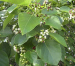 Cordia dichotoma Clammy Cherry Seeds heirloom non-gmo seeds