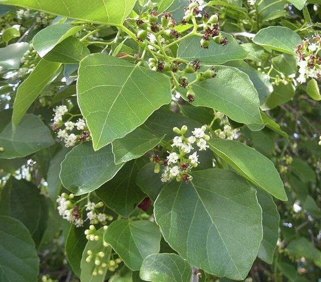 Cordia dichotoma Clammy Cherry Seeds heirloom non-gmo seeds