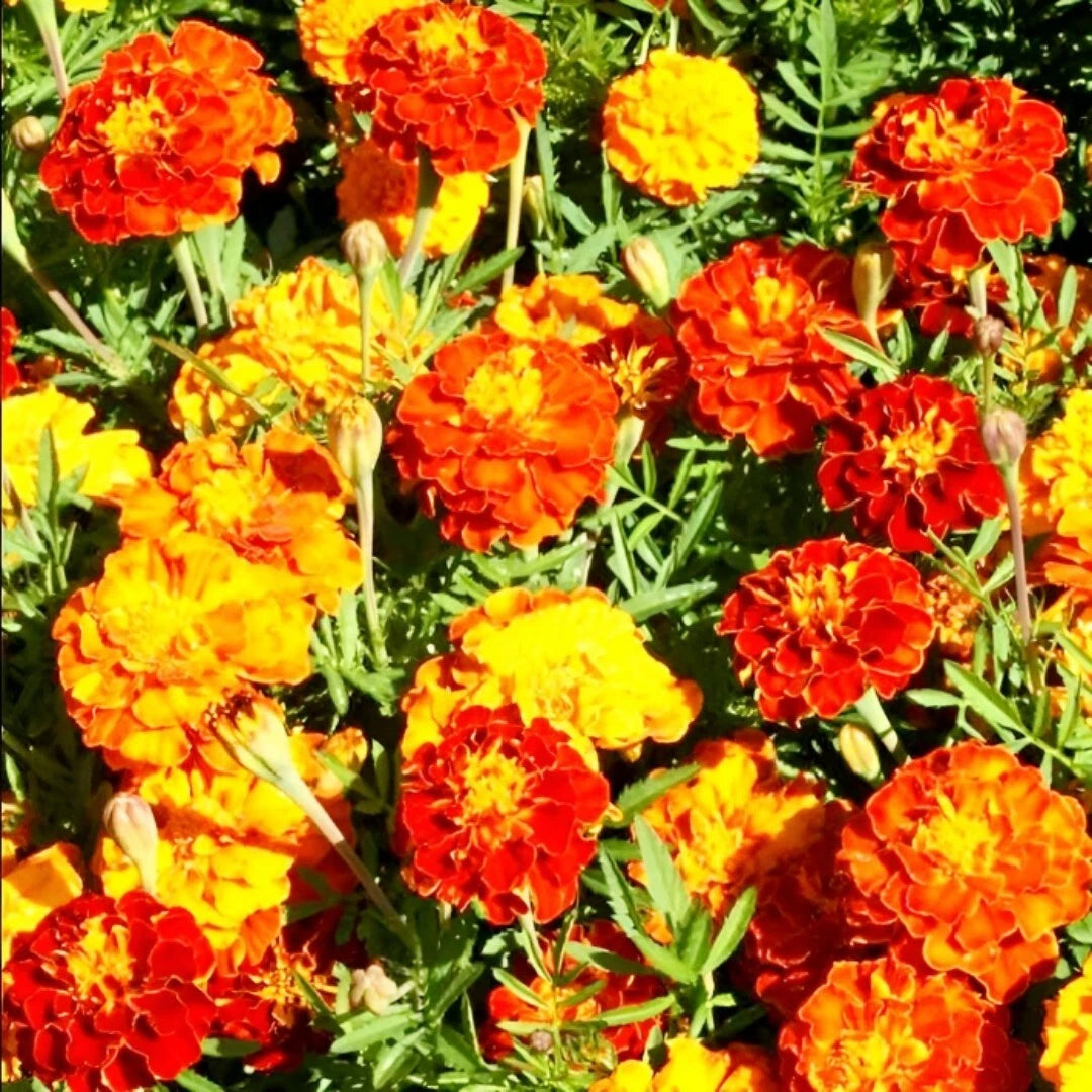 Sparky French marigold flower mix seeds heirloom non-gmo seeds