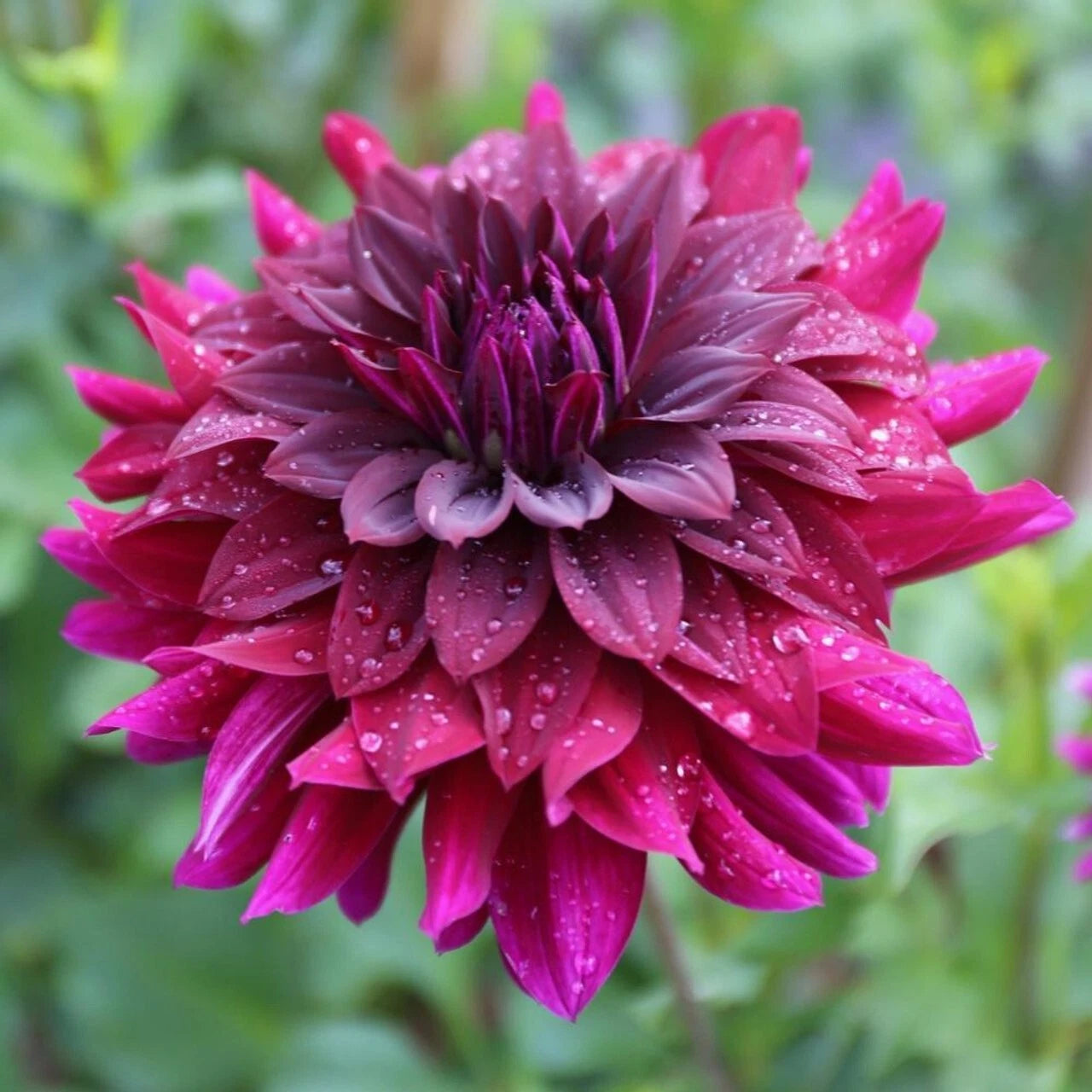 Rip City Dahlia Perennial Flowers Seeds Flowering seeds Bloom US SELL – Heirloom, Non-GMO, High Germination Organic Garden Seeds